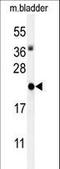 Inhibitor Of DNA Binding 4, HLH Protein antibody, LS-C165111, Lifespan Biosciences, Western Blot image 