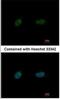 Poly(ADP-Ribose) Polymerase Family Member 3 antibody, NBP1-31415, Novus Biologicals, Immunocytochemistry image 