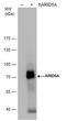 AT-rich interactive domain-containing protein 5A antibody, MA5-18292, Invitrogen Antibodies, Western Blot image 
