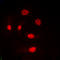 Transformer 2 Alpha Homolog antibody, LS-C354170, Lifespan Biosciences, Immunofluorescence image 