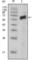 AXL Receptor Tyrosine Kinase antibody, abx015709, Abbexa, Western Blot image 