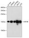 H3 Histone Family Member 3B antibody, 13-512, ProSci, Western Blot image 