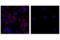 Programmed Cell Death 1 antibody, 61237S, Cell Signaling Technology, Immunofluorescence image 