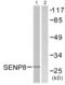 Sentrin-specific protease 8 antibody, abx013232, Abbexa, Western Blot image 