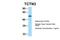 Tectonic Family Member 3 antibody, NBP1-59741, Novus Biologicals, Western Blot image 