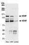 Nuclear Export Mediator Factor antibody, A305-758A-M, Bethyl Labs, Western Blot image 