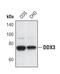 DEAD-Box Helicase 3 X-Linked antibody, PA5-17165, Invitrogen Antibodies, Western Blot image 