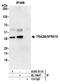 Transformer 2 Beta Homolog antibody, A305-011A, Bethyl Labs, Immunoprecipitation image 