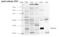 Apolipoprotein E antibody, NB110-60531, Novus Biologicals, Western Blot image 