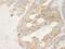ABP-278 antibody, A301-726A, Bethyl Labs, Immunohistochemistry paraffin image 