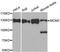 Minichromosome Maintenance Complex Component 2 antibody, A0502, ABclonal Technology, Western Blot image 