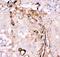 Gelsolin antibody, PA5-79333, Invitrogen Antibodies, Immunohistochemistry frozen image 