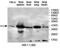 Dual Specificity Phosphatase 12 antibody, MBS415983, MyBioSource, Western Blot image 