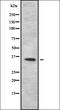 Taste 2 Receptor Member 50 antibody, orb336454, Biorbyt, Western Blot image 