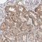 Zinc Finger And BTB Domain Containing 48 antibody, HPA030417, Atlas Antibodies, Immunohistochemistry frozen image 
