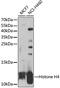 Histone Cluster 4 H4 antibody, 22-747, ProSci, Western Blot image 