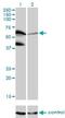 Peptidylprolyl Isomerase Like 4 antibody, H00085313-M01, Novus Biologicals, Western Blot image 