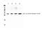 Interleukin 17F antibody, A02062-2, Boster Biological Technology, Western Blot image 