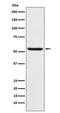 TEA Domain Transcription Factor 1 antibody, M03263-1, Boster Biological Technology, Western Blot image 