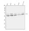 UPF3B Regulator Of Nonsense Mediated MRNA Decay antibody, PB9843, Boster Biological Technology, Western Blot image 
