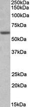 Glycine Receptor Alpha 1 antibody, orb79352, Biorbyt, Western Blot image 