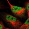 Tripartite Motif Containing 35 antibody, NBP1-81733, Novus Biologicals, Immunofluorescence image 