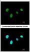 Regulatory Factor X6 antibody, NBP2-20143, Novus Biologicals, Immunofluorescence image 