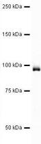 Eukaryotic Translation Elongation Factor 2 antibody, PA5-19617, Invitrogen Antibodies, Western Blot image 