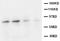 Cholinergic Receptor Muscarinic 2 antibody, AP23421PU-N, Origene, Western Blot image 