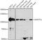 Angiomotin Like 1 antibody, GTX00660, GeneTex, Western Blot image 