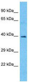 Olfactory Receptor Family 4 Subfamily A Member 15 antibody, TA337499, Origene, Western Blot image 