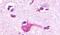 Glutamate Metabotropic Receptor 2 antibody, PA5-33815, Invitrogen Antibodies, Immunohistochemistry frozen image 