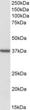 Stabilin 1 antibody, 42-528, ProSci, Enzyme Linked Immunosorbent Assay image 