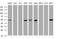 TAP Binding Protein Like antibody, MA5-26150, Invitrogen Antibodies, Western Blot image 