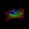 Desmin antibody, NBP2-59055, Novus Biologicals, Immunocytochemistry image 