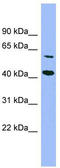 Glucose-Fructose Oxidoreductase Domain Containing 1 antibody, TA344830, Origene, Western Blot image 
