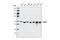 Regulator Of Chromosome Condensation 2 antibody, 5104S, Cell Signaling Technology, Western Blot image 