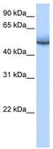 Zinc Finger Protein 486 antibody, TA339902, Origene, Western Blot image 