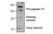 Caspase 4 antibody, MBS835150, MyBioSource, Western Blot image 