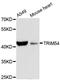 Tripartite Motif Containing 54 antibody, LS-C748169, Lifespan Biosciences, Western Blot image 