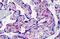 Inhibitor Of Nuclear Factor Kappa B Kinase Regulatory Subunit Gamma antibody, MBS246200, MyBioSource, Immunohistochemistry frozen image 