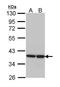 Aldose reductase antibody, PA5-29718, Invitrogen Antibodies, Western Blot image 