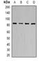 TLE Family Member 1, Transcriptional Corepressor antibody, orb340931, Biorbyt, Western Blot image 