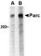 Cullin 9 antibody, TA306136, Origene, Western Blot image 