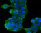 Golgi Membrane Protein 1 antibody, A02975-1, Boster Biological Technology, Immunocytochemistry image 