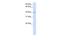 Solute Carrier Family 35 Member F6 antibody, PA5-43026, Invitrogen Antibodies, Western Blot image 