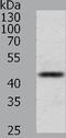 Paired Box 8 antibody, TA321580, Origene, Western Blot image 