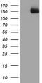 Protein Tyrosine Kinase 7 (Inactive) antibody, TA503920AM, Origene, Western Blot image 