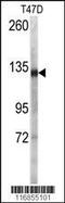 Desmoglein 2 antibody, 63-211, ProSci, Western Blot image 