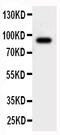 Cullin 2 antibody, PA1877, Boster Biological Technology, Western Blot image 